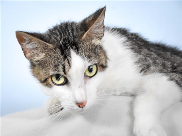 LITTLE GIRL, Adoptable, Adult Female Domestic Short Hair.