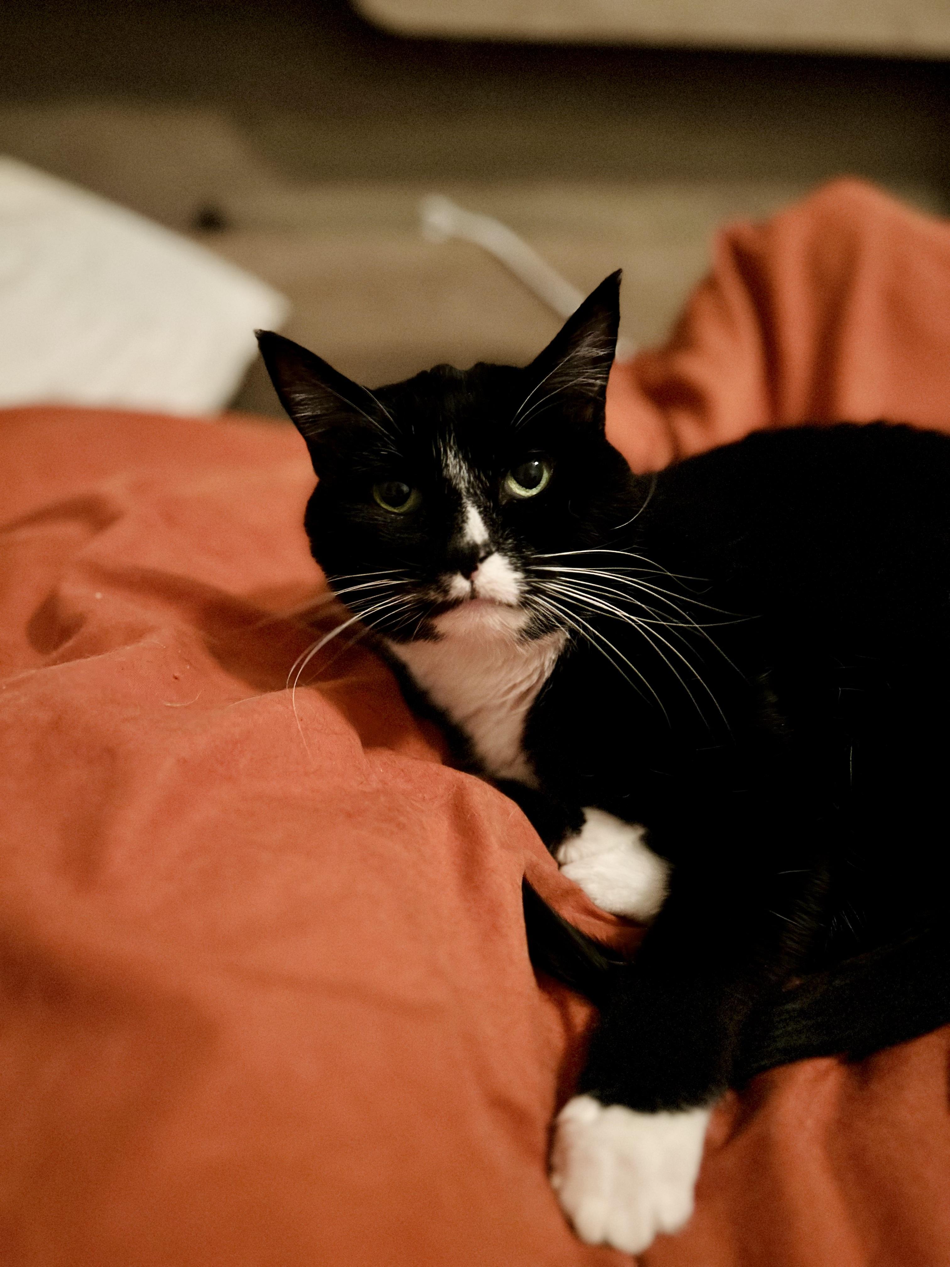 Enlarge Pazza, a Adoptable mixed breed in Lakewood, CO image 2/6