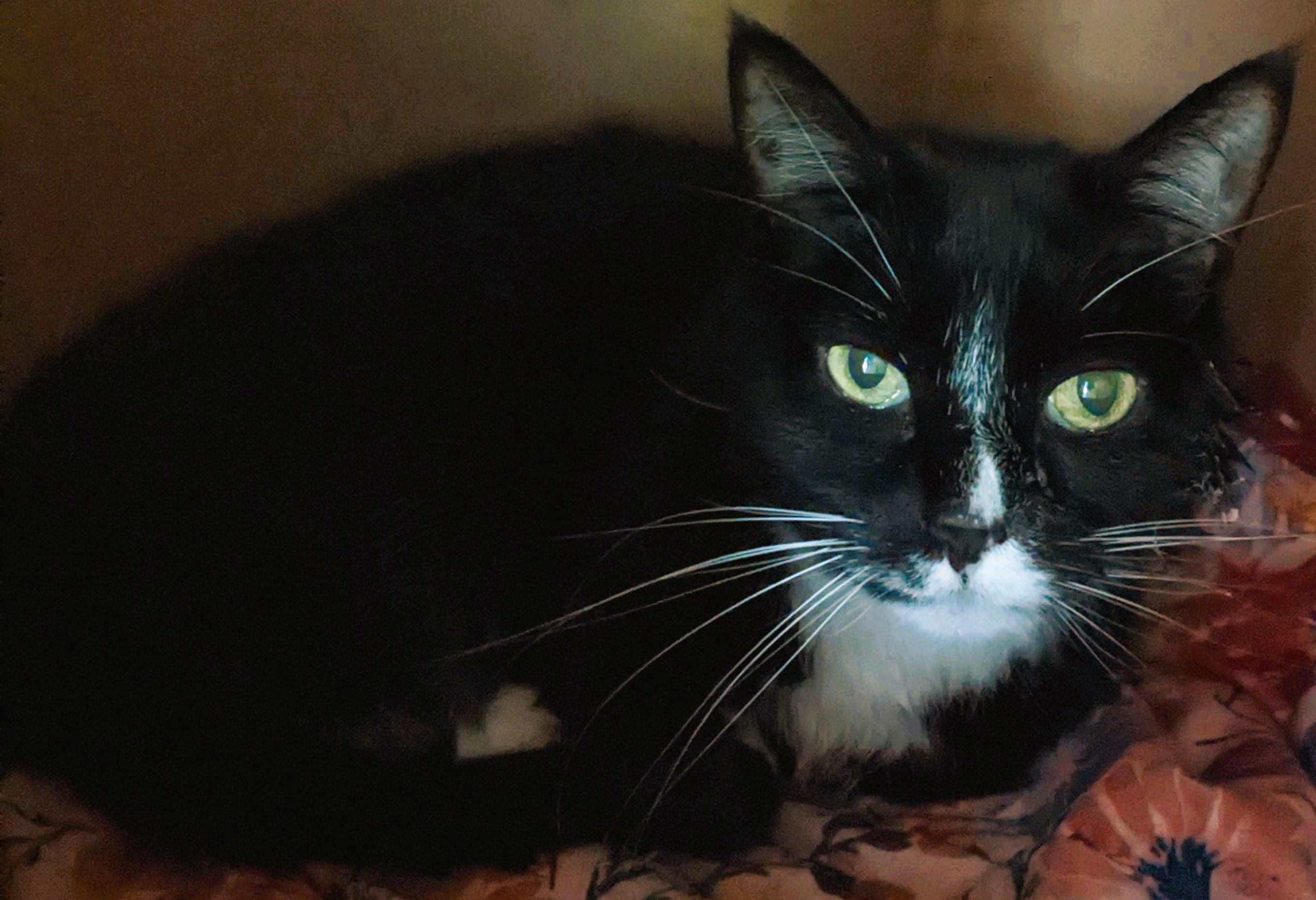 Enlarge Pazza, a Adoptable mixed breed in Lakewood, CO image 3/6