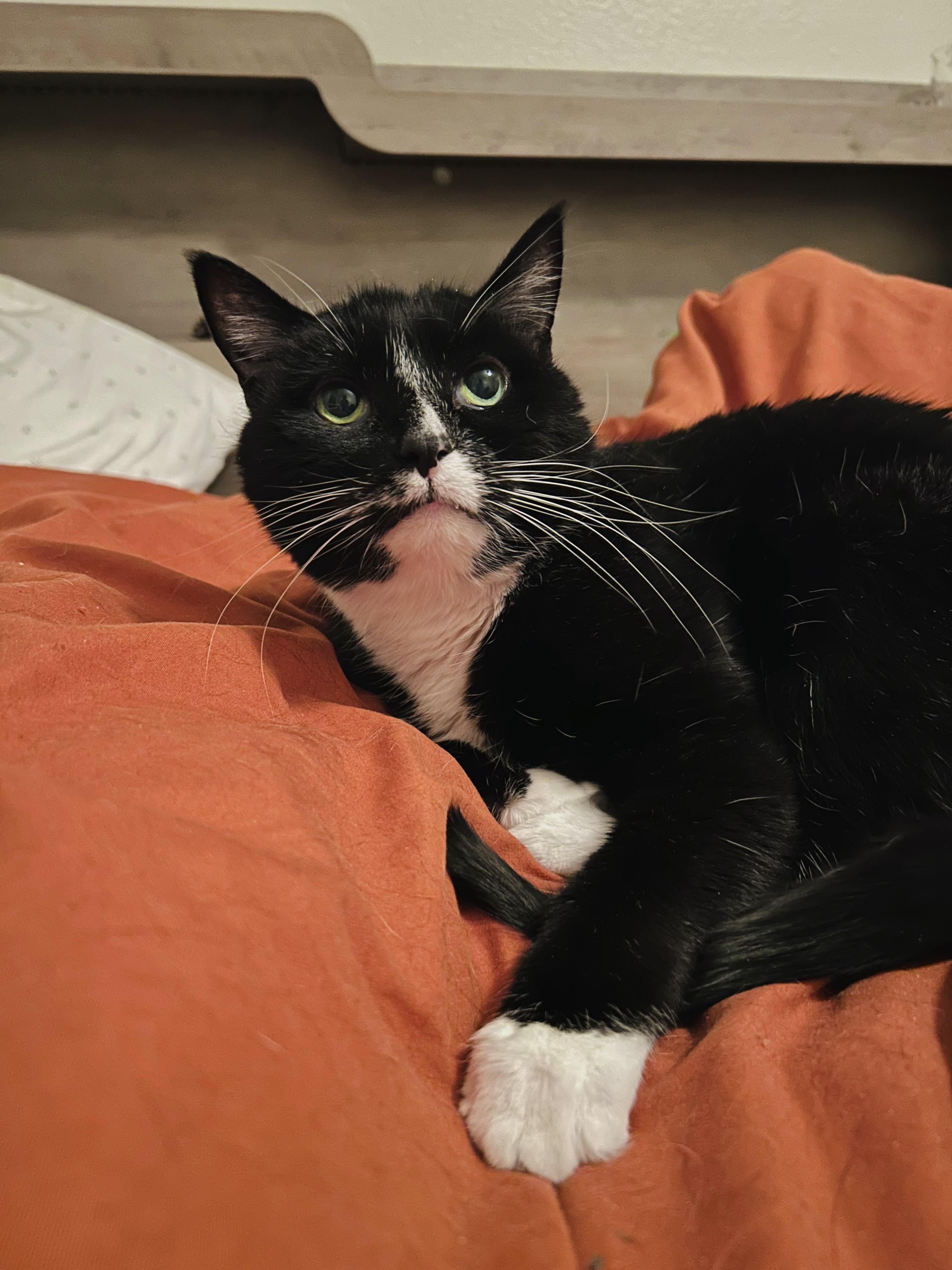 Enlarge Pazza, a Adoptable mixed breed in Lakewood, CO image 1/6