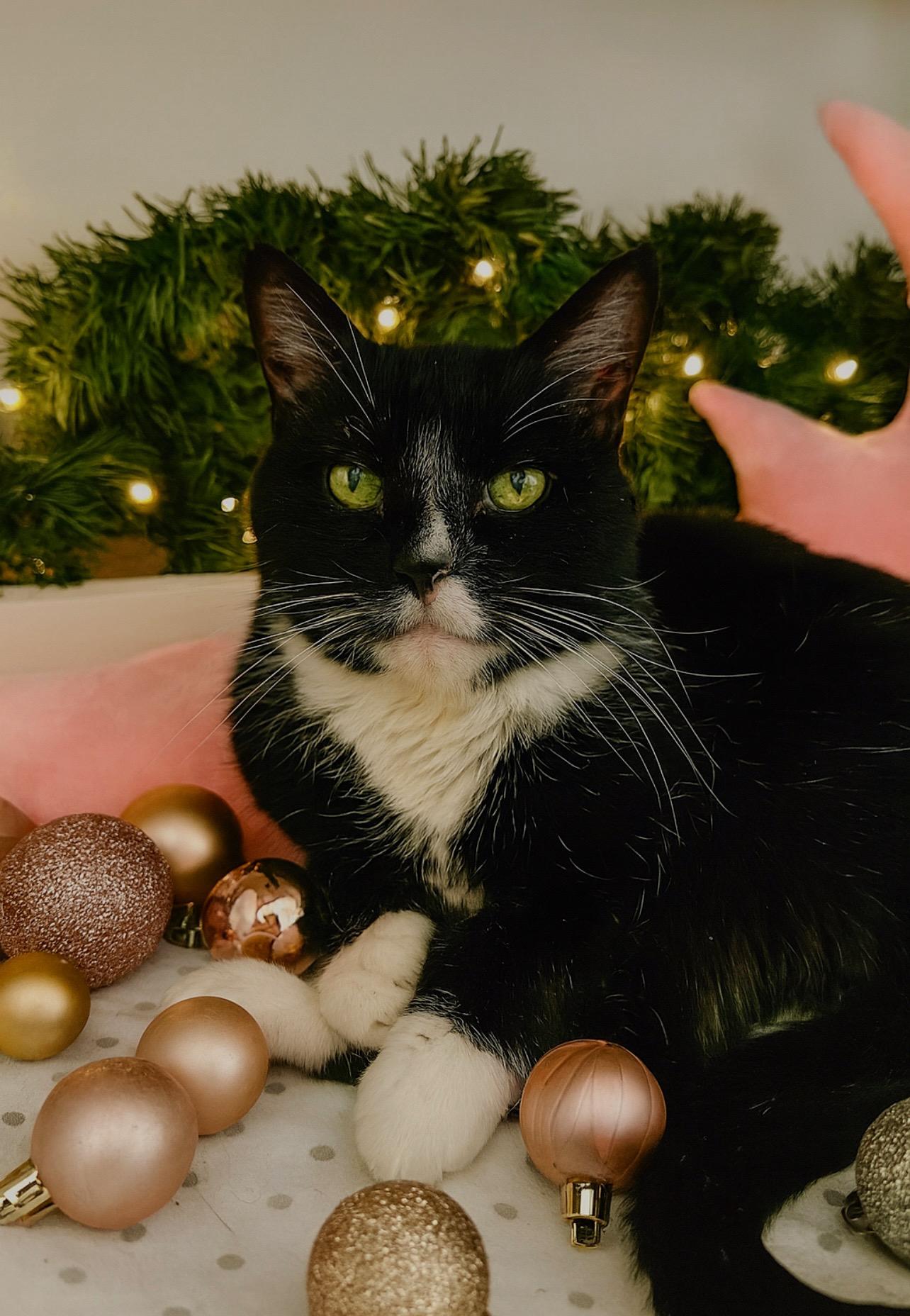 Enlarge Pazza, a Adoptable mixed breed in Lakewood, CO image 5/6