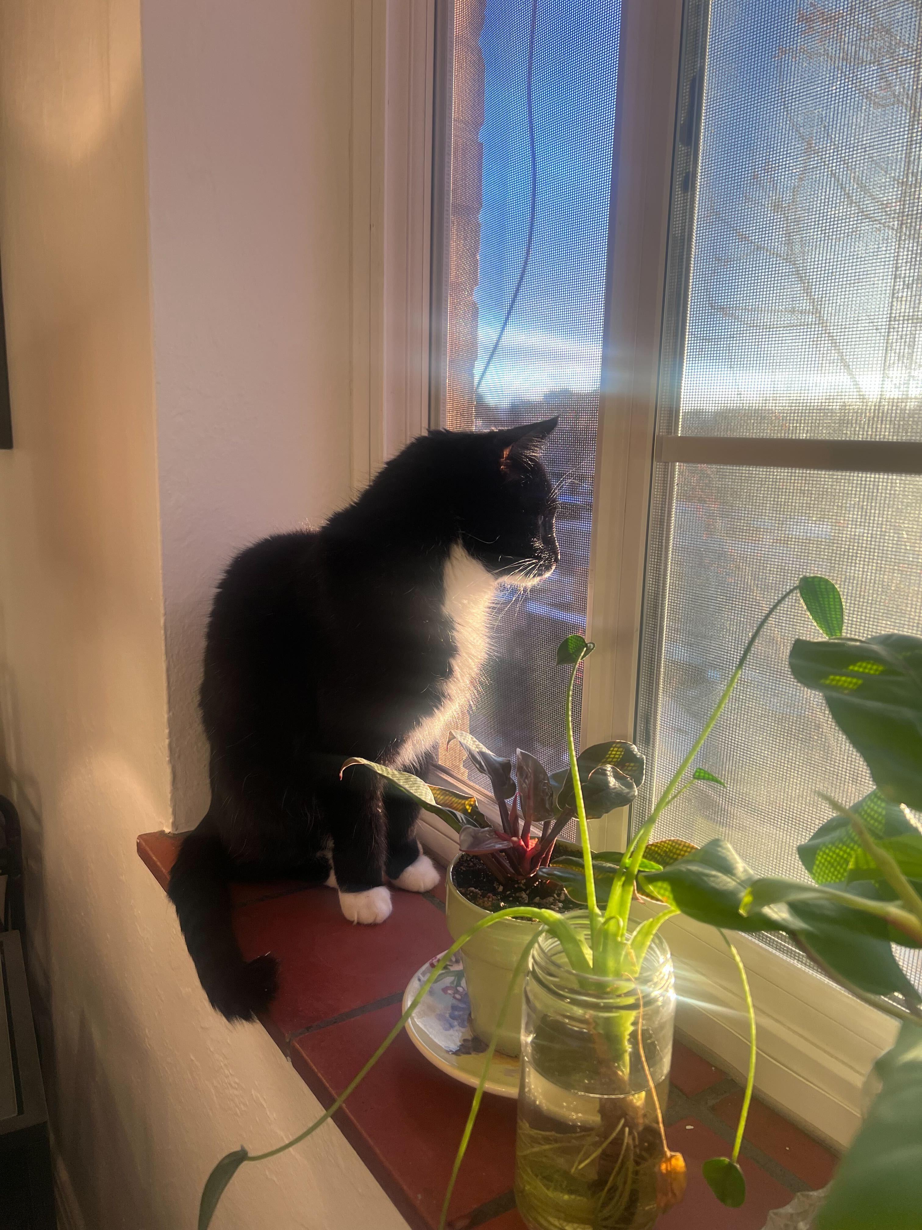 Enlarge Pazza, a Adoptable mixed breed in Lakewood, CO image 4/6