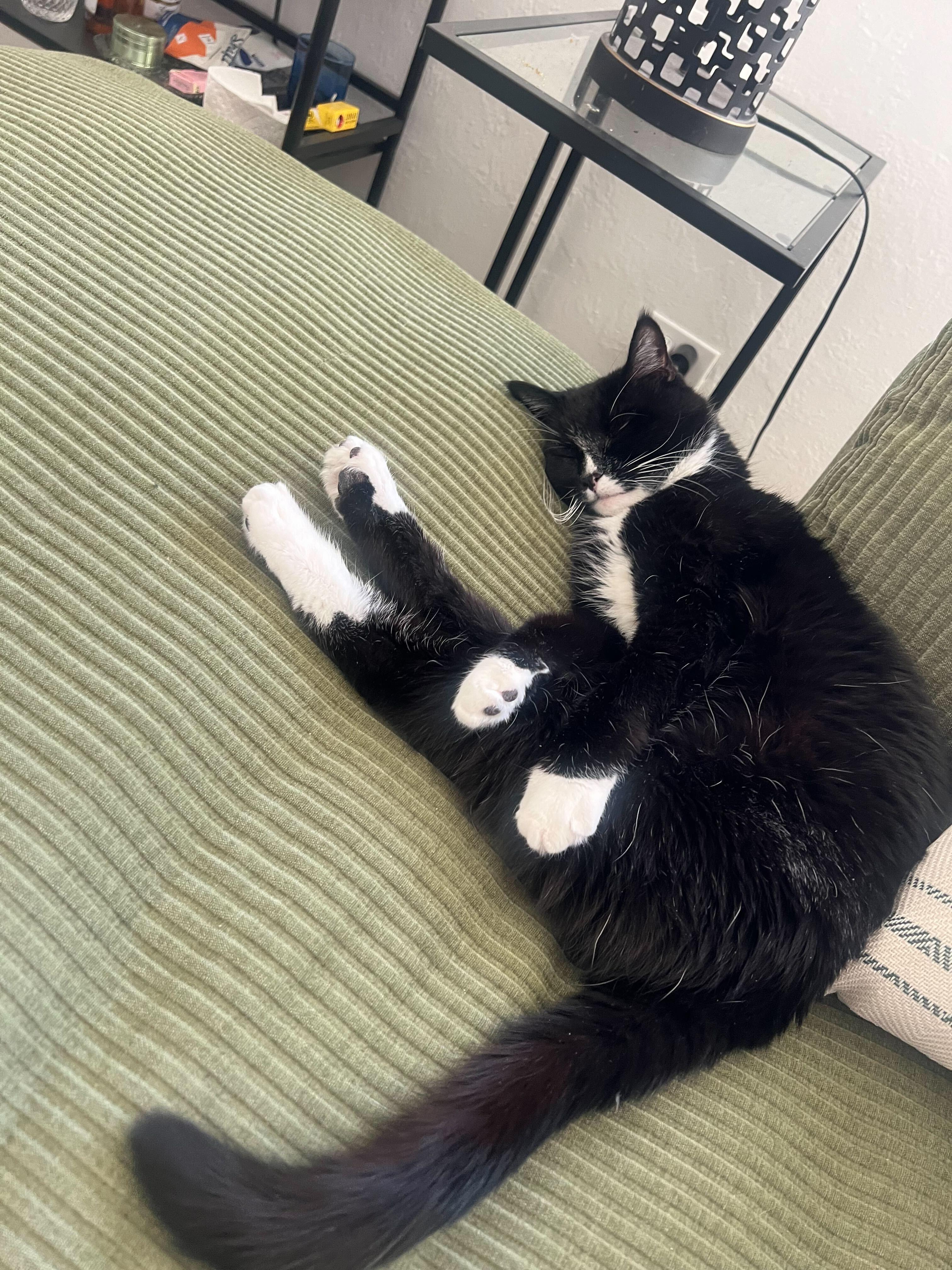 Enlarge Pazza, a Adoptable mixed breed in Lakewood, CO image 6/6