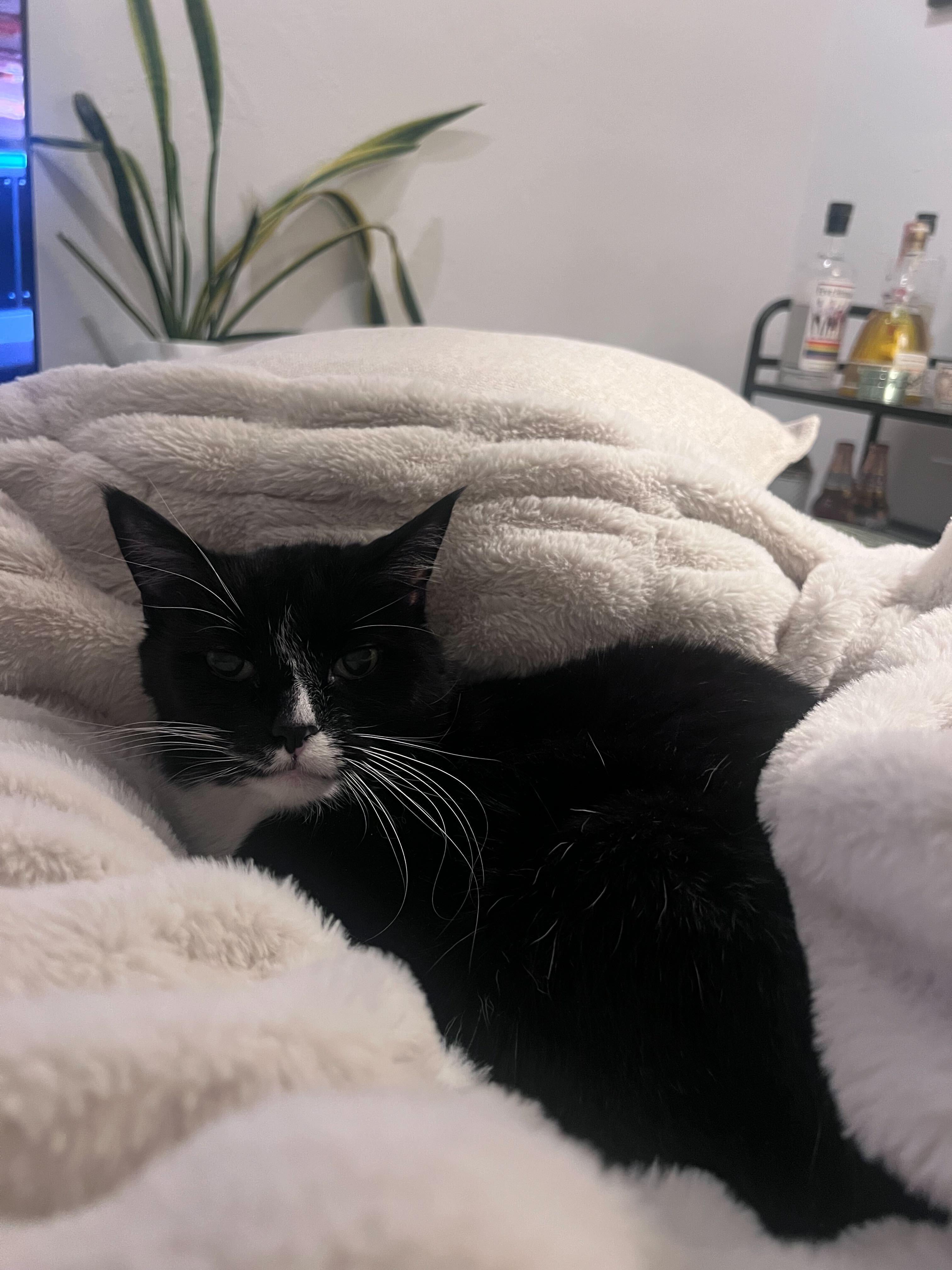 Enlarge Pazza, a Adoptable mixed breed in Lakewood, CO image 5/6