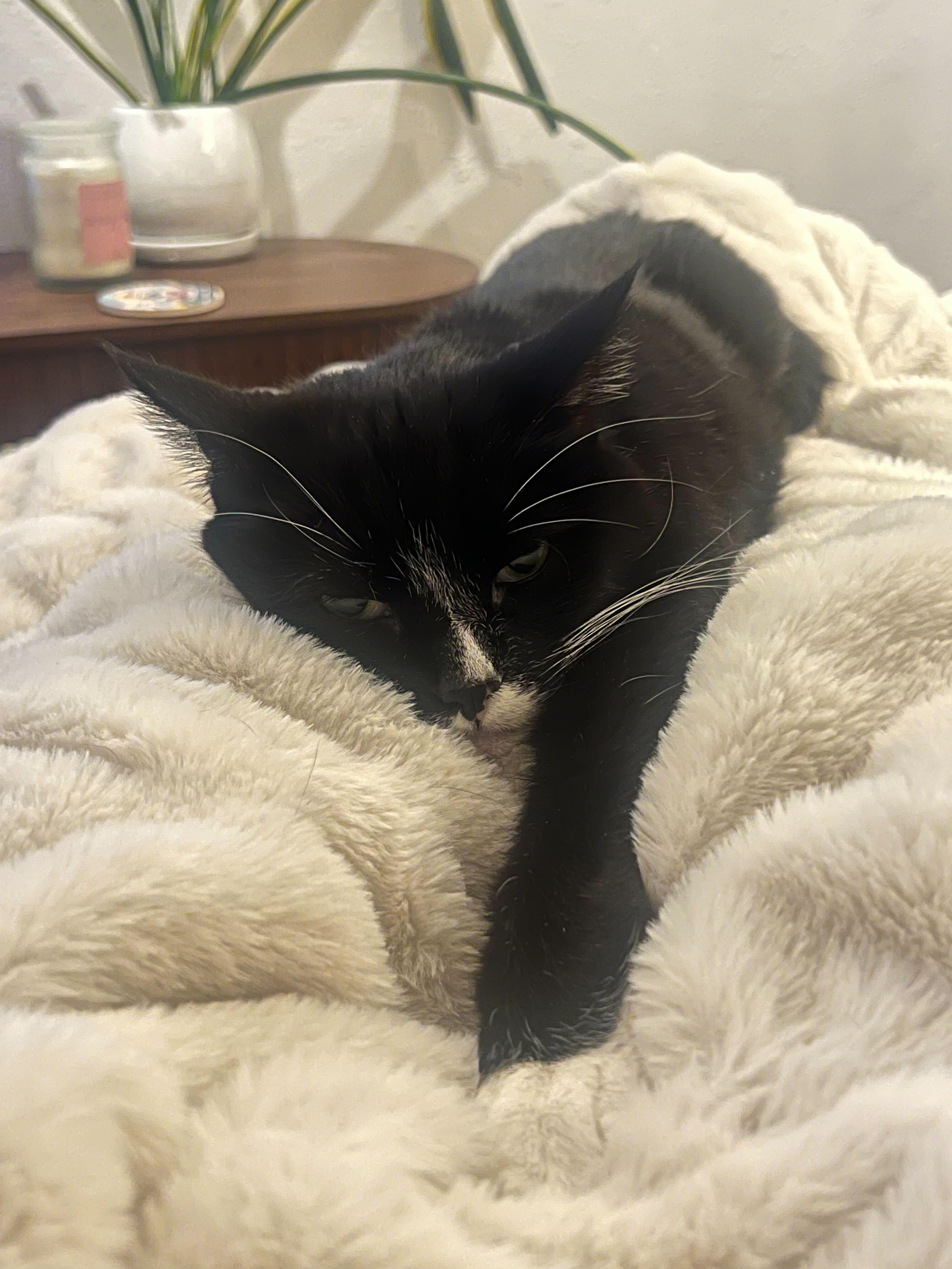 Enlarge Pazza, a Adoptable mixed breed in Lakewood, CO image 6/6