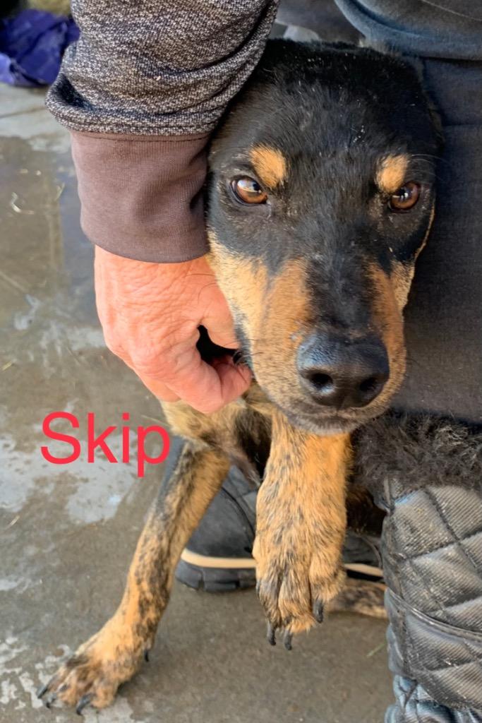 Skip, Adoptable, Adult Male Hound & Australian Cattle Dog / Blue Heeler.