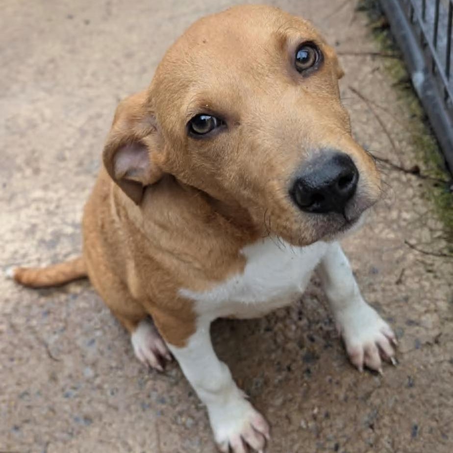 Cheddar , adopted, Puppy Male Beagle & Pit Bull Terrier.