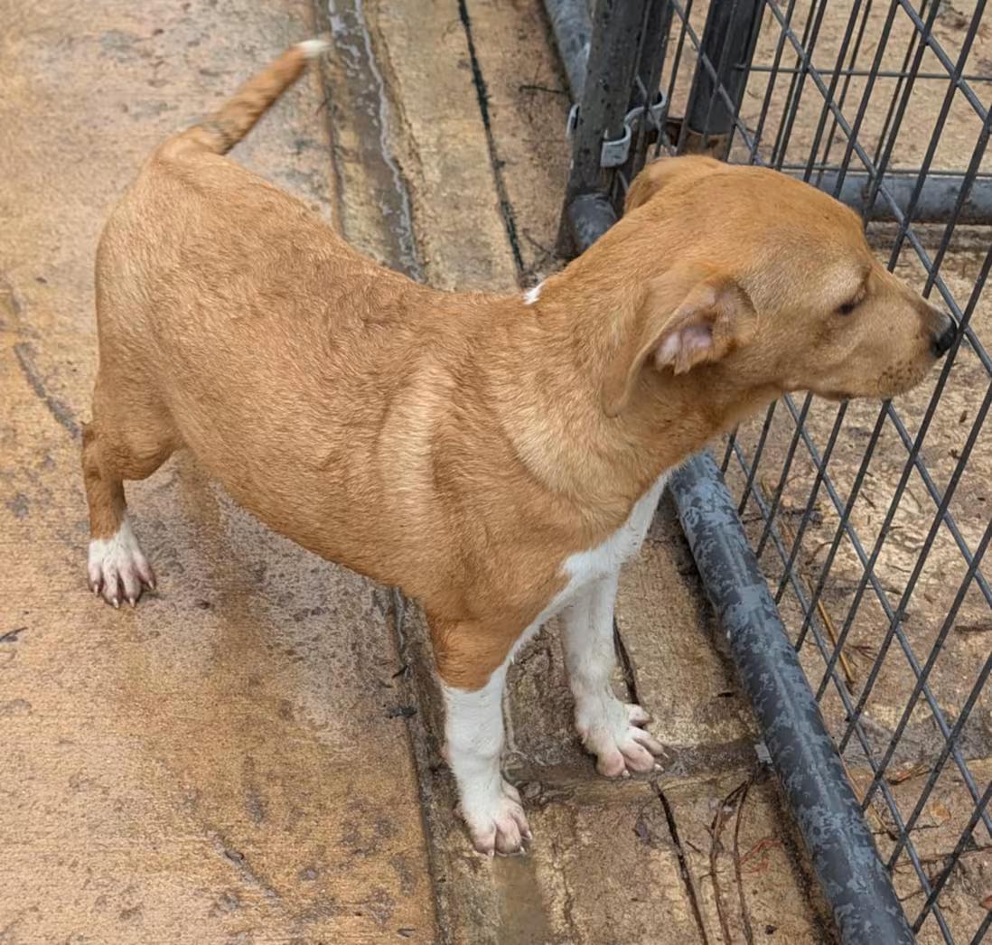 Enlarge Cheddar , an adopted mixed breed in Watertown, CT image 3/3