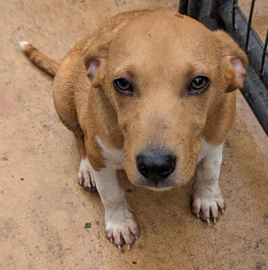 Enlarge Cheddar , an adopted mixed breed in Watertown, CT image 2/3