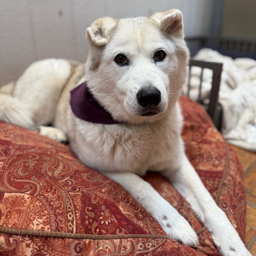 Maya, Adoptable, Senior Female Siberian Husky.