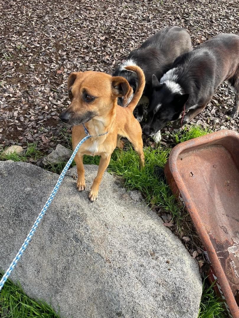 Enlarge Lac Jac, a Adoptable mixed breed in Fresno, CA image 1/2