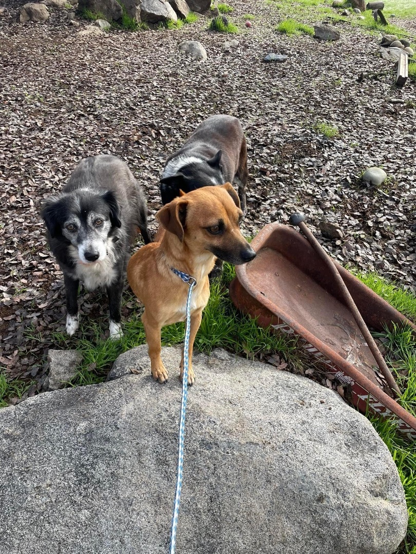 Enlarge Lac Jac, a Adoptable mixed breed in Fresno, CA image 2/2