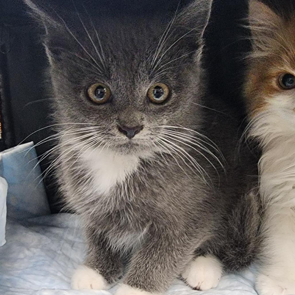 Spatz, Adoptable, Kitten Male Domestic Short Hair.