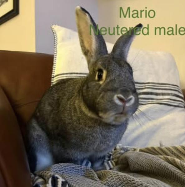 Mario, Adoptable, Adult Male Chinchilla & New Zealand.