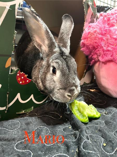 Enlarge Mario, a Adoptable mixed breed in Kalamazoo, MI image 2/4