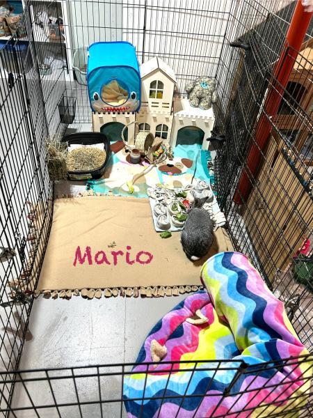 Enlarge Mario, a Adoptable mixed breed in Kalamazoo, MI image 3/4