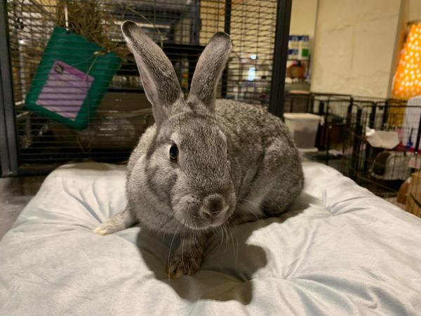 Enlarge Mario, a Adoptable mixed breed in Kalamazoo, MI image 4/4