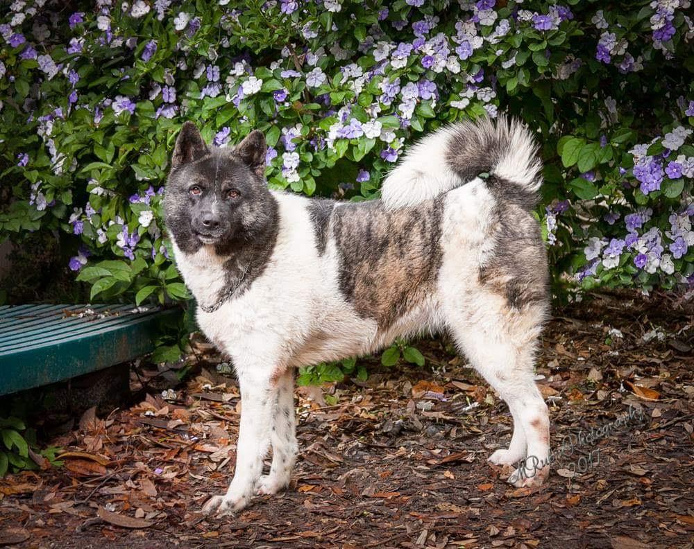 Enlarge Nyla Bone, a Adoptable Akita in Jacksonville, FL image 1/2