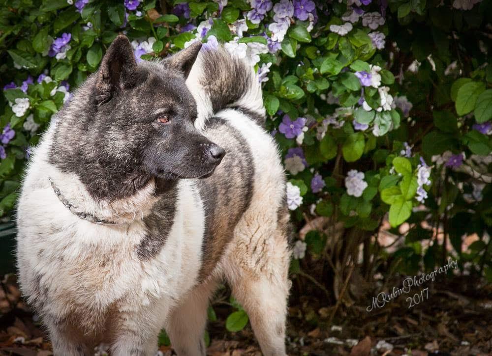 Enlarge Nyla Bone, a Adoptable Akita in Jacksonville, FL image 2/2