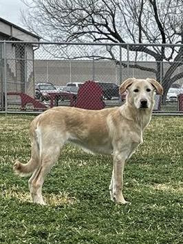 Avery, a ADOPTABLE mixed breed in Elkhorn, WI image 2/6