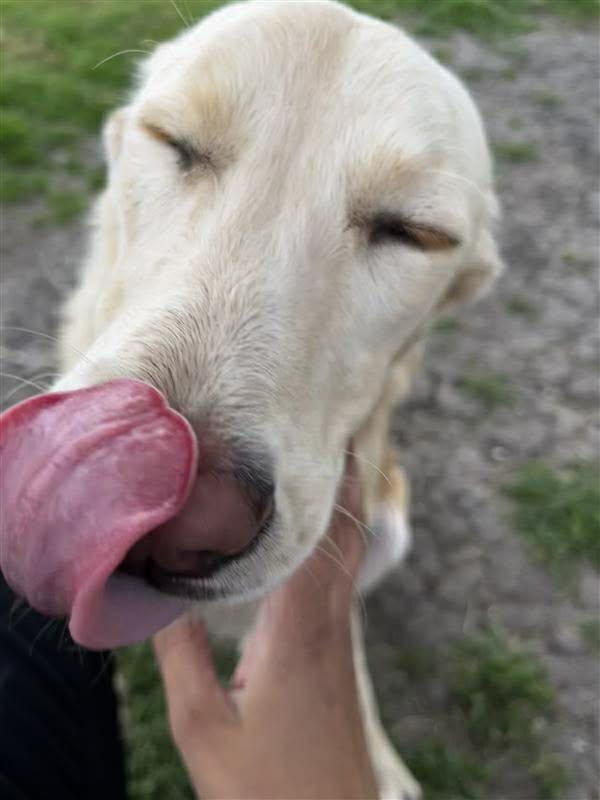 Avery, a ADOPTABLE mixed breed in Elkhorn, WI image 5/6