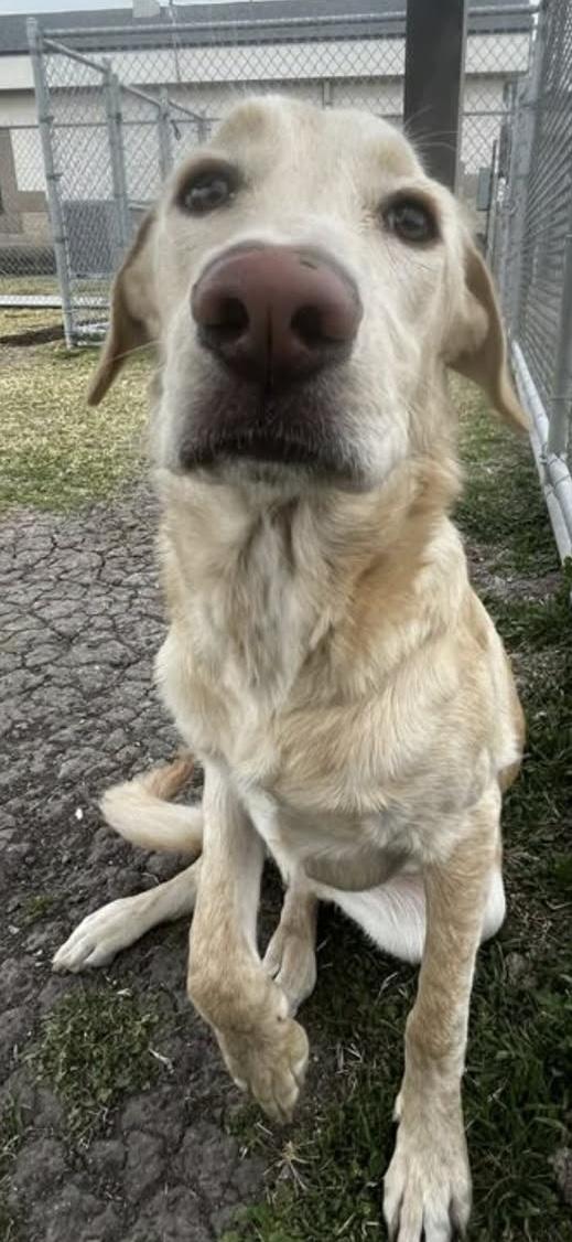 Avery, a ADOPTABLE mixed breed in Elkhorn, WI image 3/6