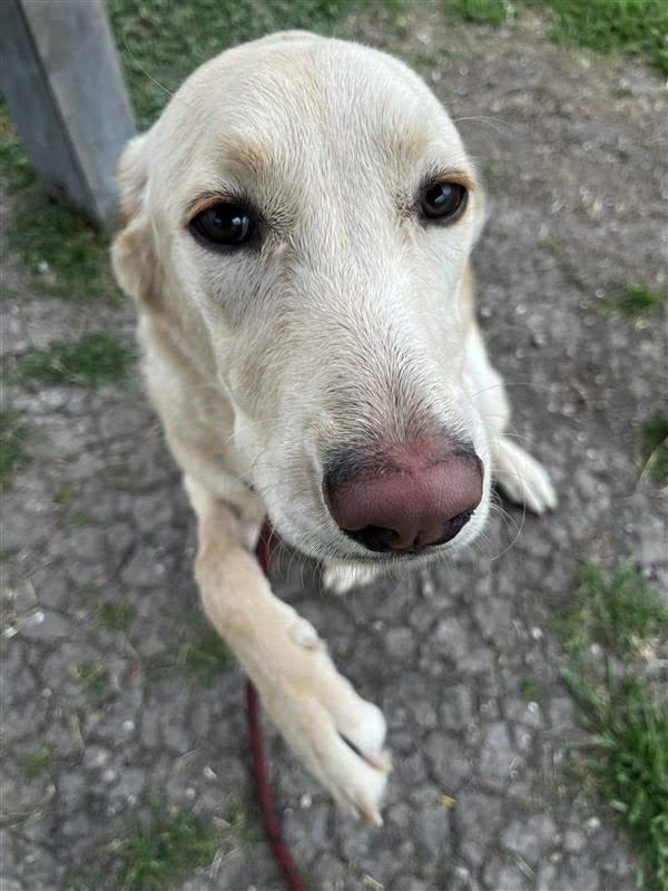 Avery, a ADOPTABLE mixed breed in Elkhorn, WI image 4/6