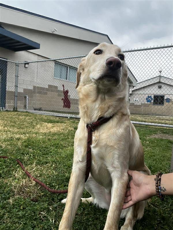 Avery, a ADOPTABLE mixed breed in Elkhorn, WI image 6/6