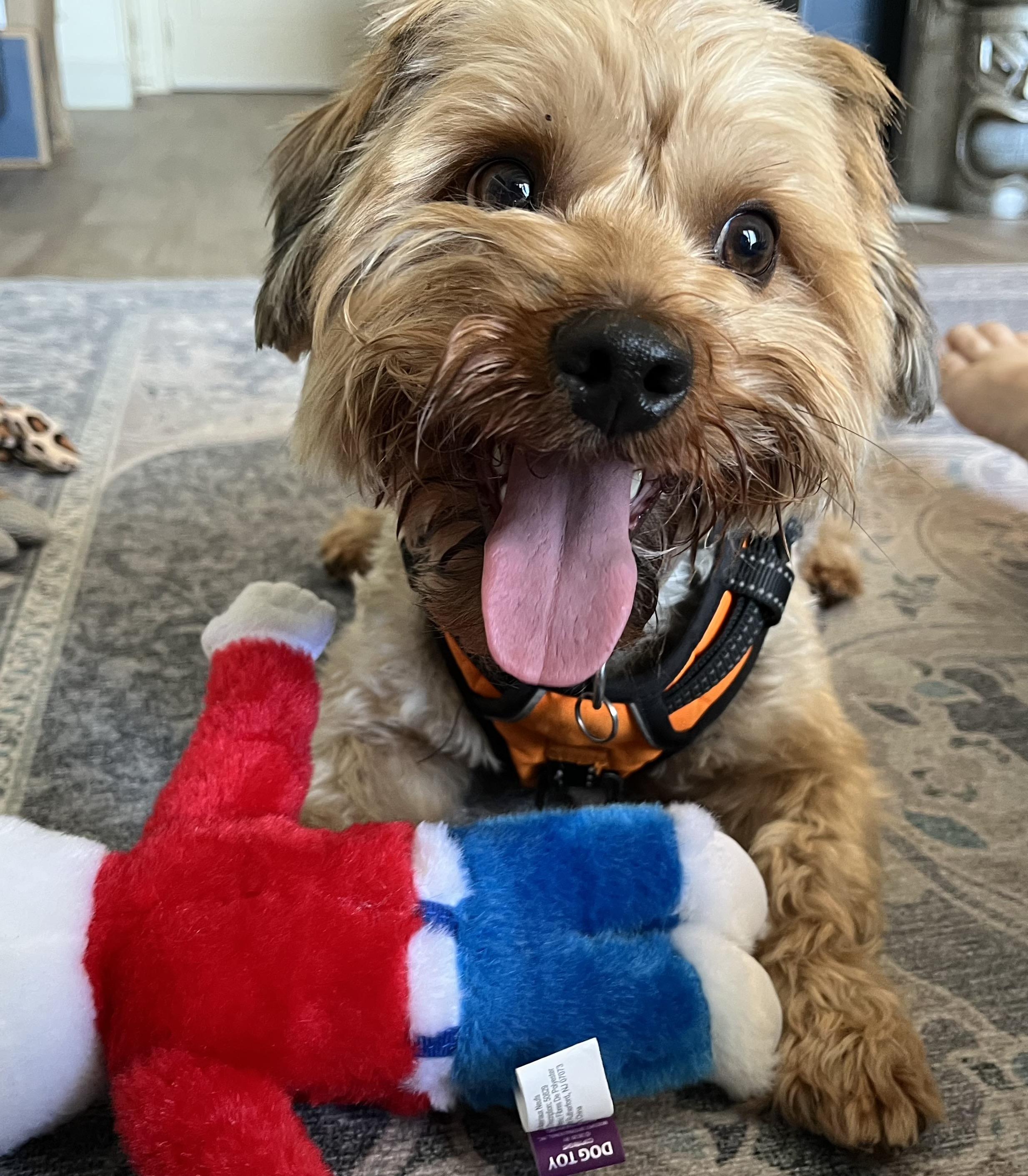 Benji, an adopted mixed breed in Orlando, FL image 3/4