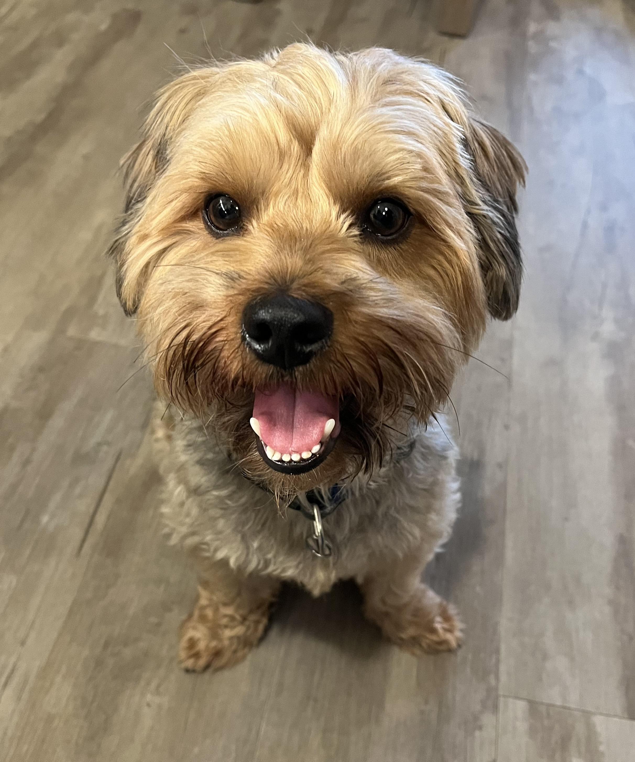 Benji, adopted, Adult Male Yorkshire Terrier.