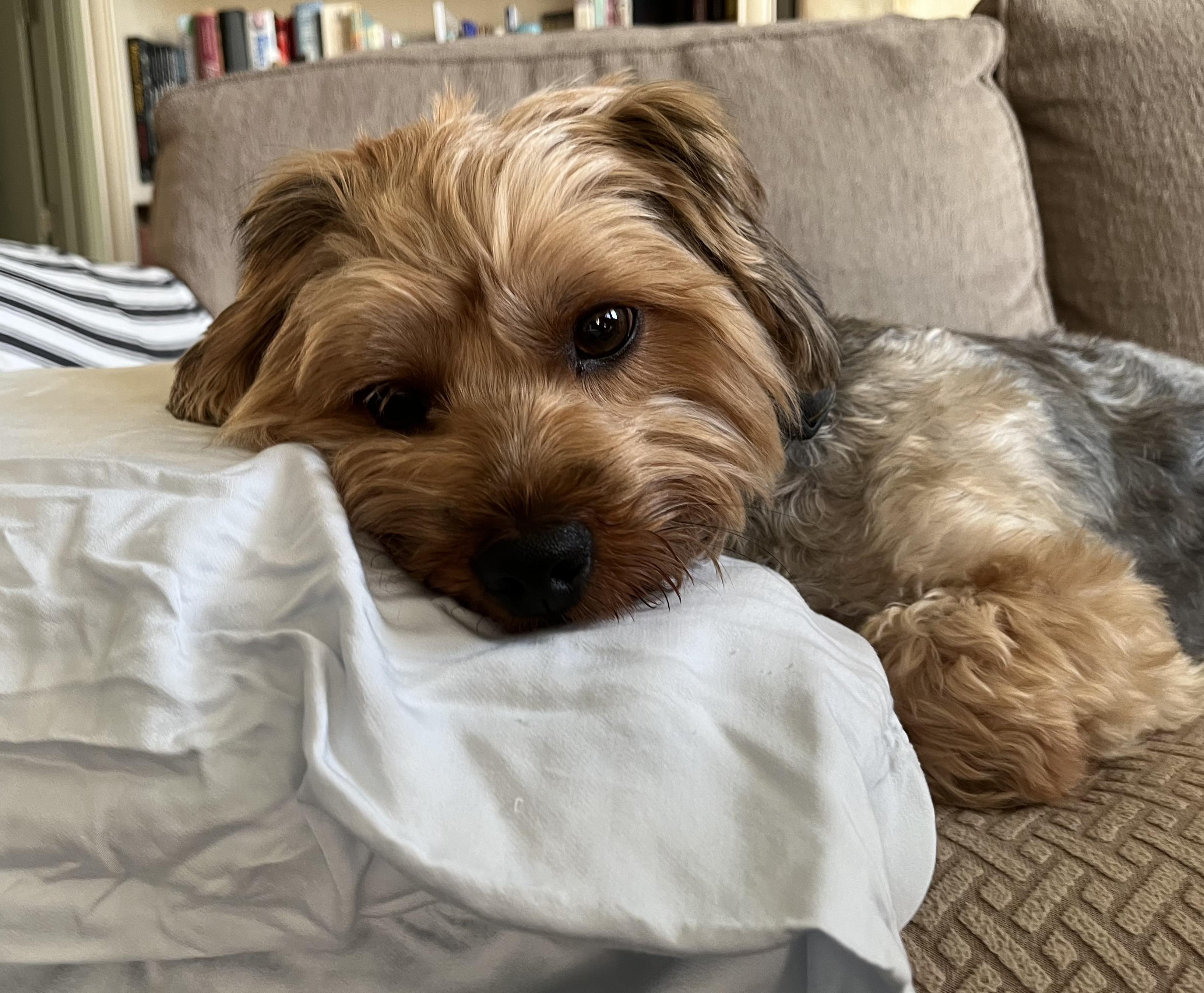 Benji, an adopted mixed breed in Orlando, FL image 2/4