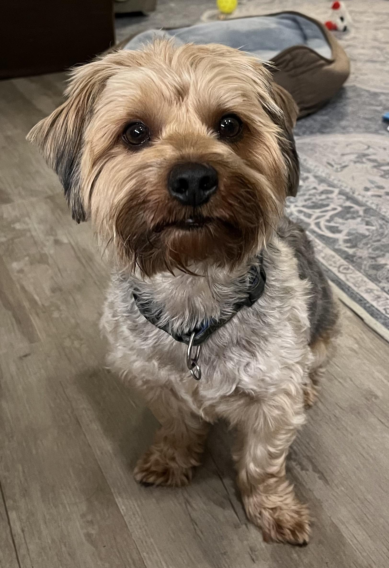 Benji, an adopted mixed breed in Orlando, FL image 4/4