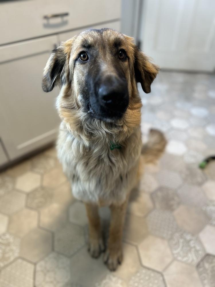 GOOSE, a Adoptable mixed breed in Broomfield, CO image 2/6