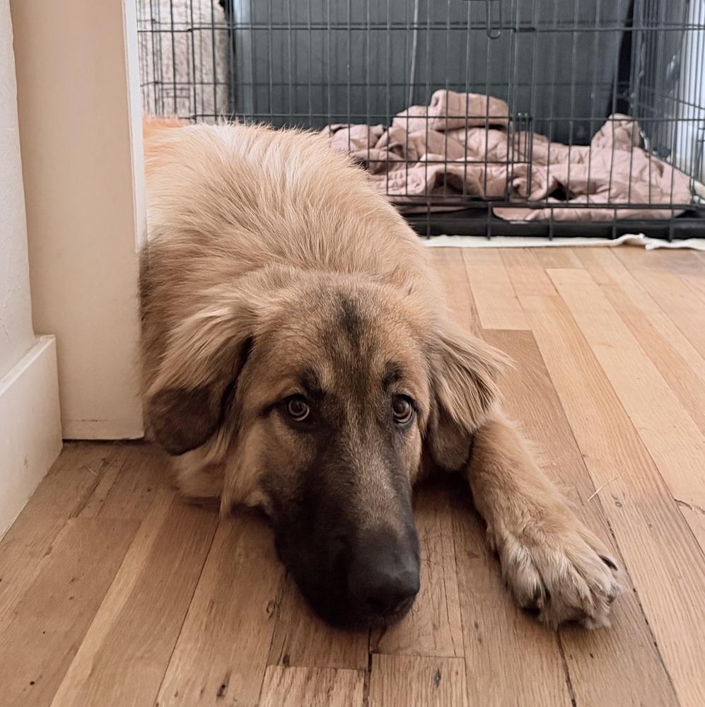 GOOSE, a Adoptable mixed breed in Broomfield, CO image 4/6