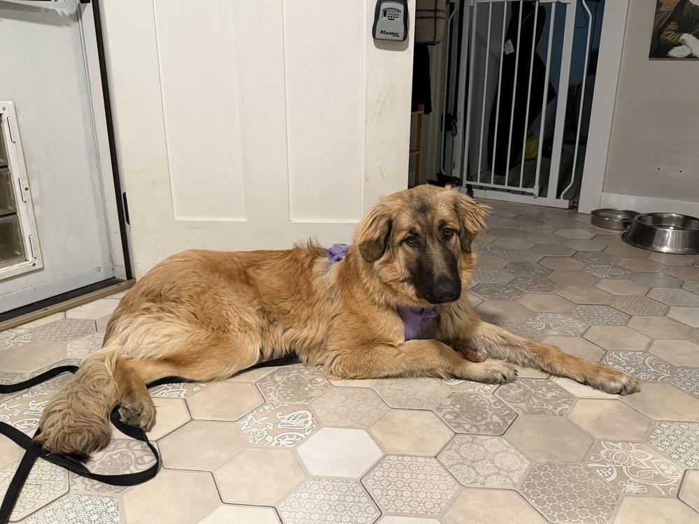 GOOSE, a Adoptable mixed breed in Broomfield, CO image 5/6