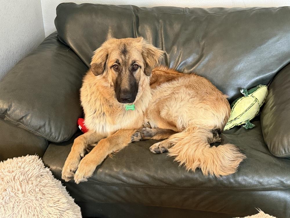 GOOSE, a Adoptable mixed breed in Broomfield, CO image 6/6