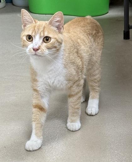 Gadget, a Adoptable mixed breed in Wilkesboro, NC image 2/3