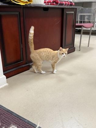 Gadget, a Adoptable mixed breed in Wilkesboro, NC image 3/3