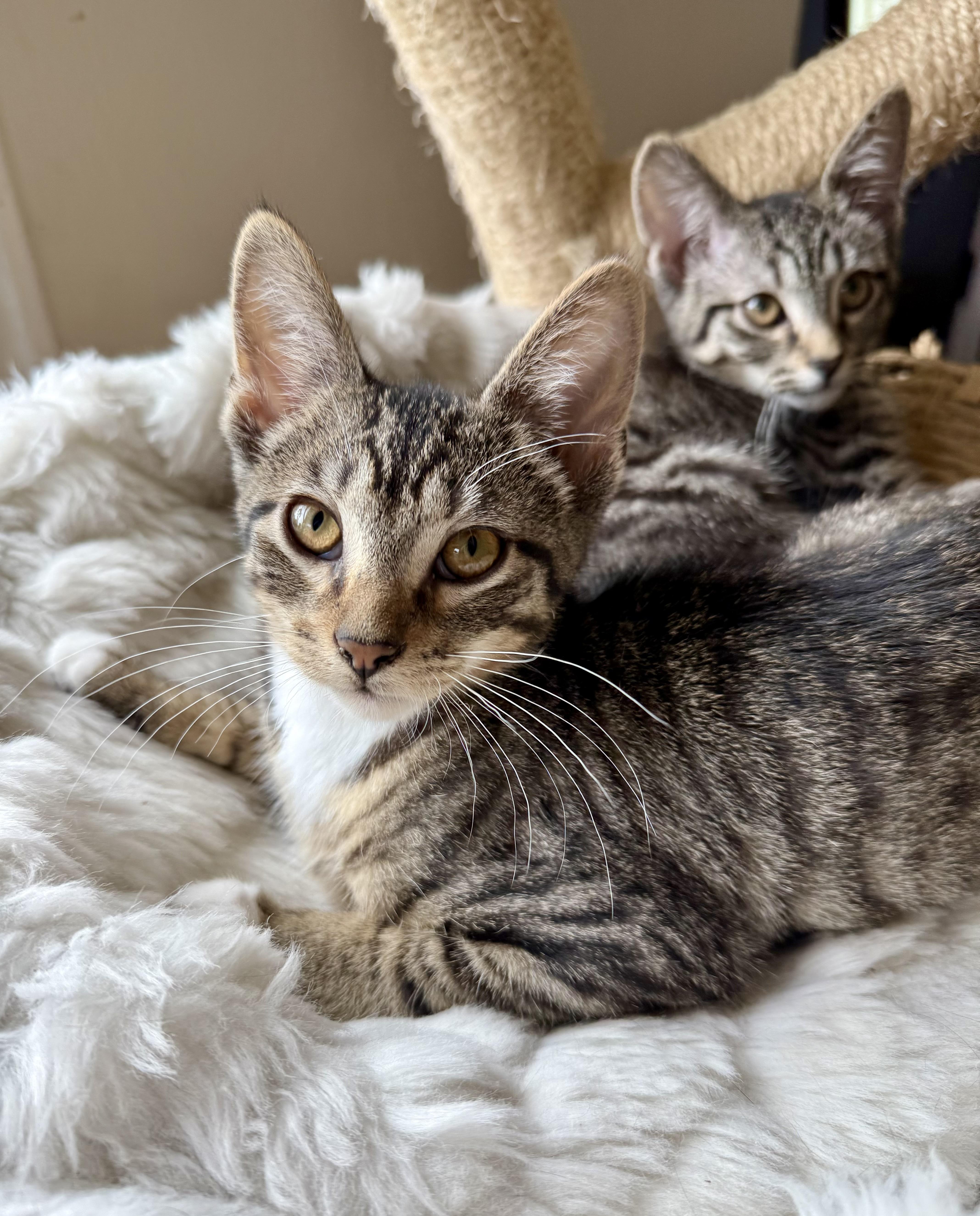 Jett, a Adoptable Domestic Short Hair in Shreveport, LA image 3/3