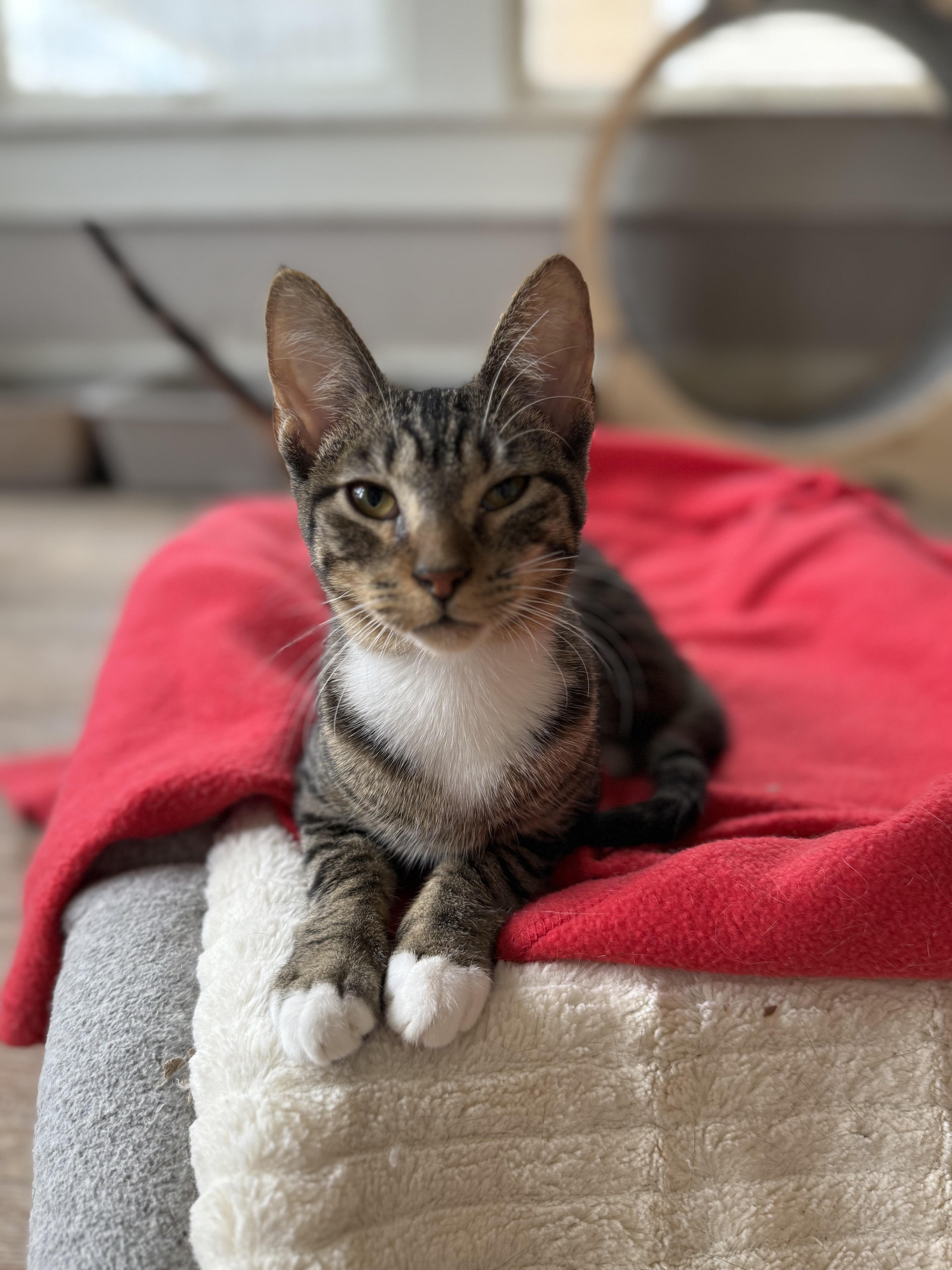 Jett, a Adoptable Domestic Short Hair in Shreveport, LA image 1/3