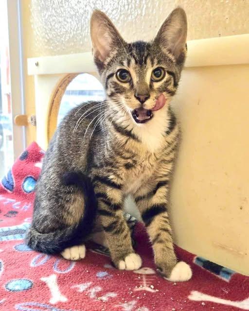 Jett, a Adoptable Domestic Short Hair in Shreveport, LA image 2/3