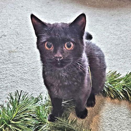 Darby, a Adoptable Domestic Short Hair in Rutherfordton, NC image 1/3