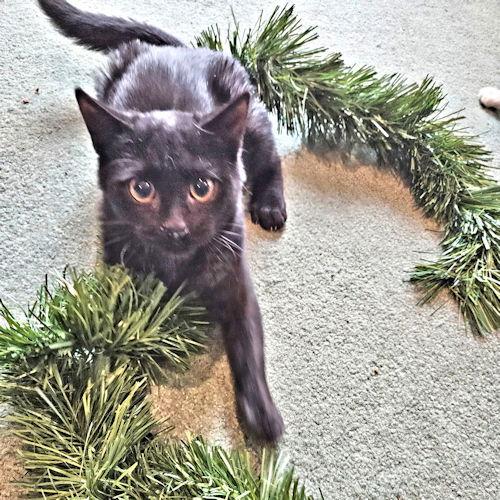 Darby, a Adoptable Domestic Short Hair in Rutherfordton, NC image 2/3