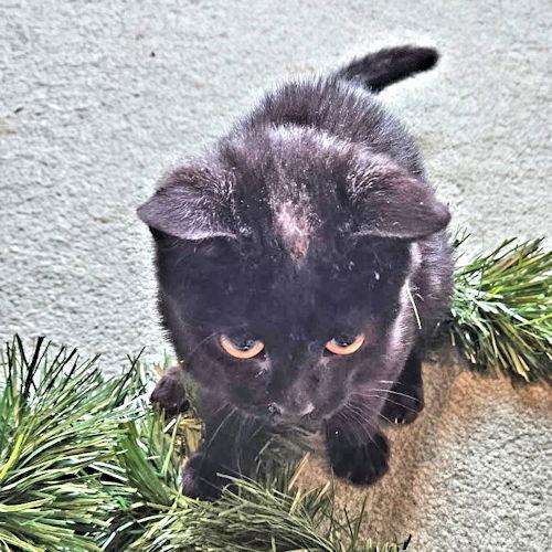 Darby, a Adoptable Domestic Short Hair in Rutherfordton, NC image 3/3
