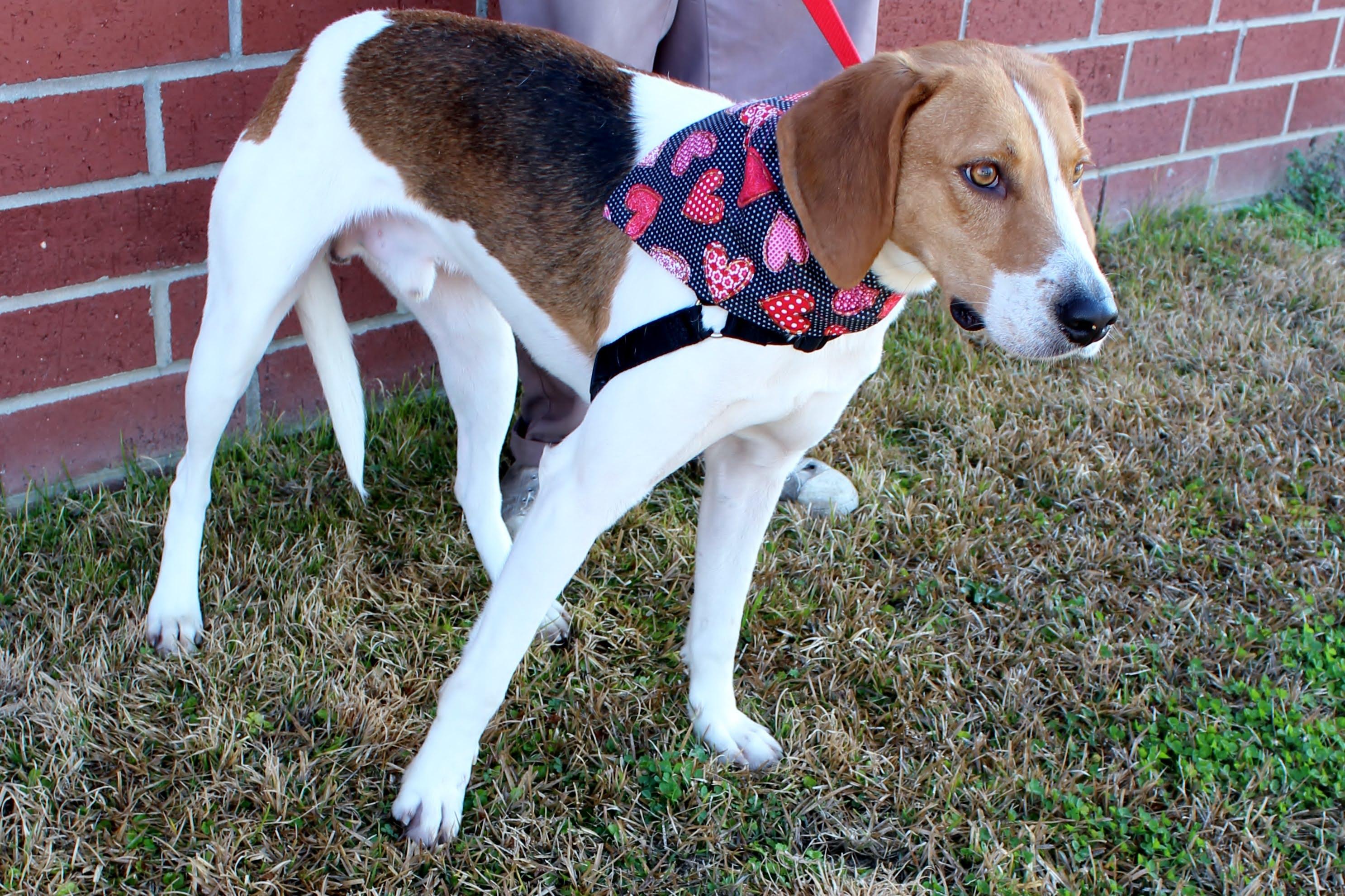 Teddy, ADOPTABLE, Adult Male Treeing Walker Coonhound.