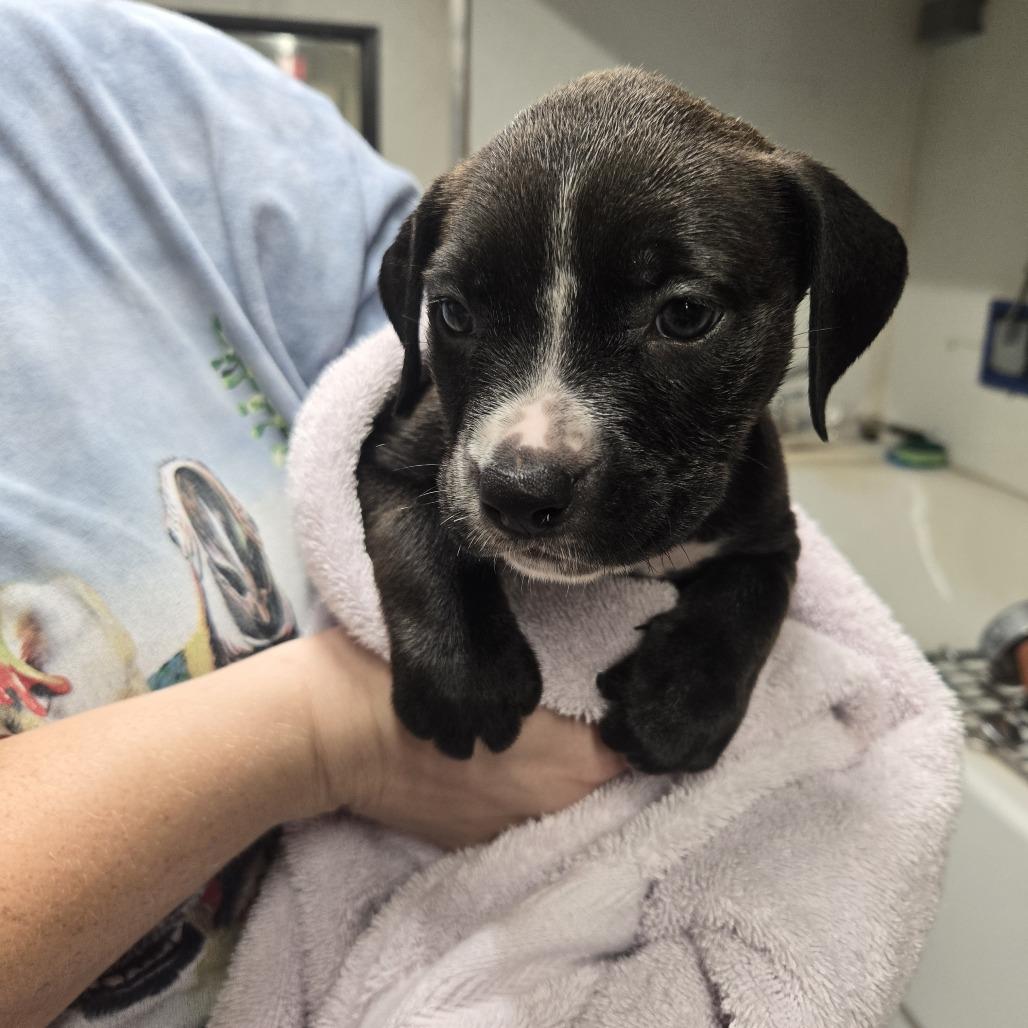 Enlarge Garnet, a Adoptable Mixed Breed in Lake Panasoffkee, FL image 1/2