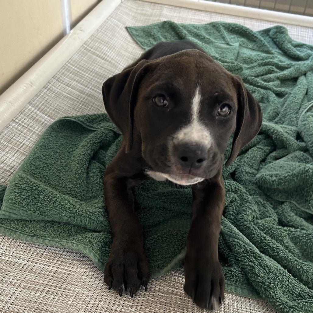 Enlarge Garnet, a Adoptable Mixed Breed in Lake Panasoffkee, FL image 2/2