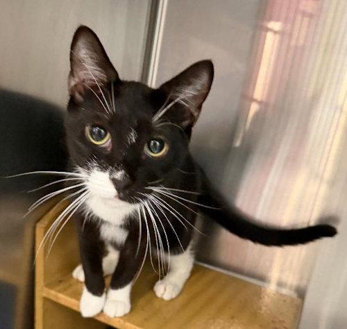 Enlarge Domino - PSP, a Adoptable Domestic Short Hair in Oakland Park, FL image 1/1