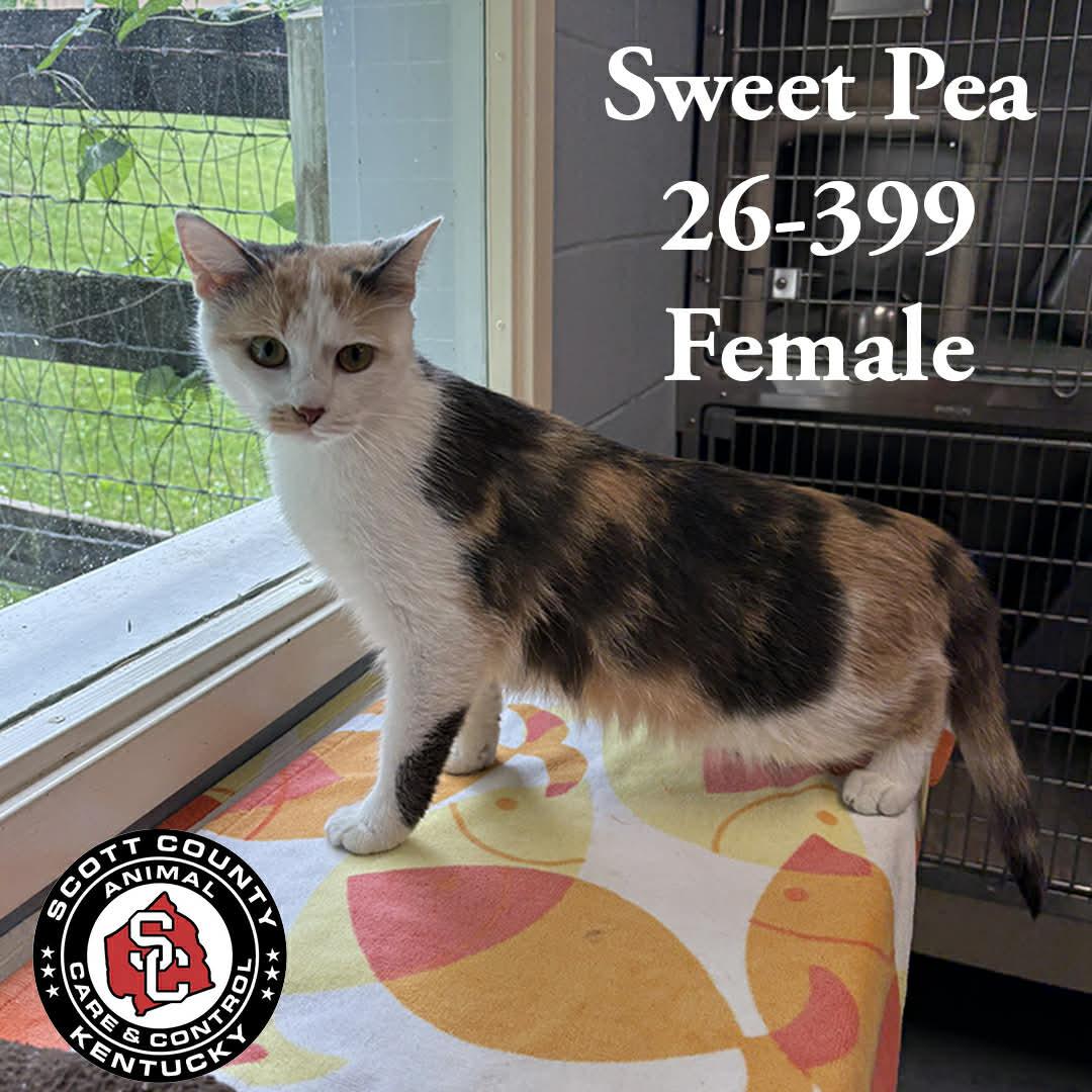 Enlarge Sweet Pea, a Adoptable Domestic Short Hair in Georgetown, KY image 1/1