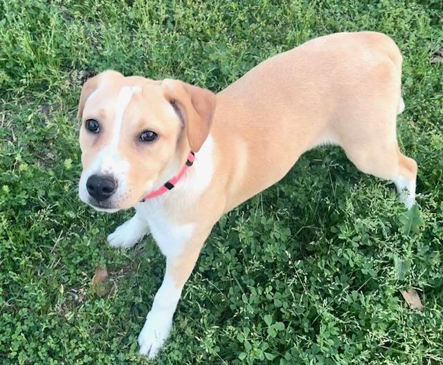 Enlarge Scarlett, an adopted mixed breed in Cypress, TX image 2/3